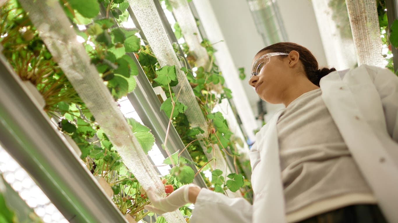 研究人員在植物工廠的層架間檢視草莓植株